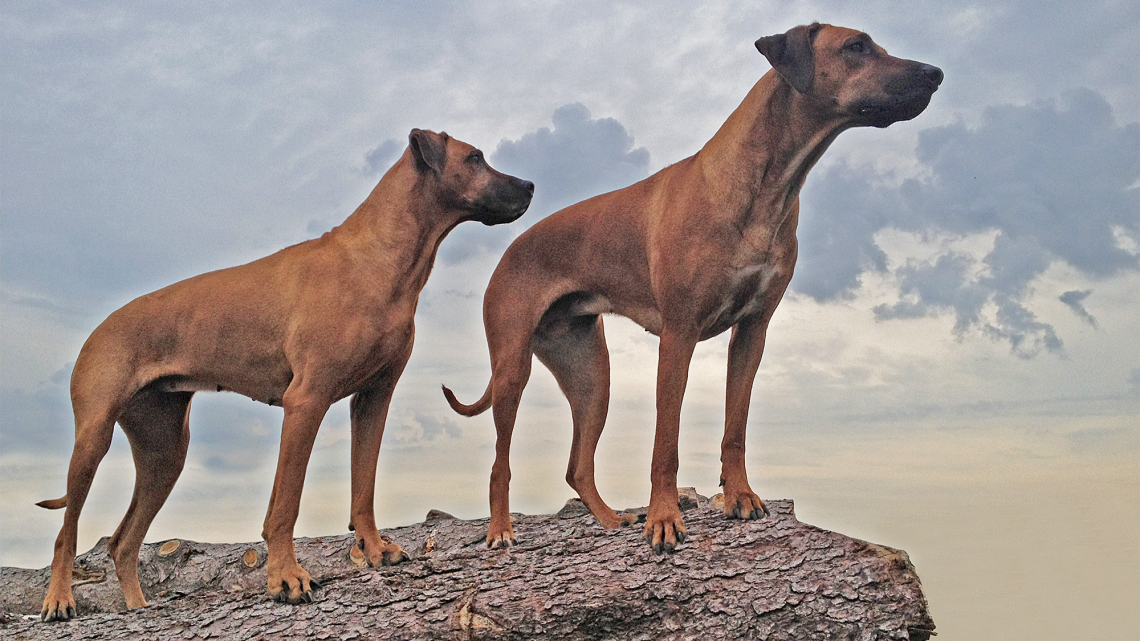 ZimaZaa – Rhodesian Ridgeback