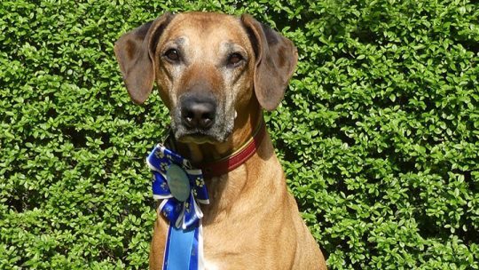 Dhimchen trotze dem Gewitter beim Rally Obedience-Turnier in Ahlen!