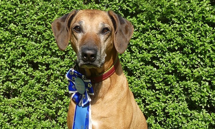 Dhimchen trotze dem Gewitter beim Rally Obedience-Turnier in Ahlen!