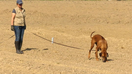 15. Lipperose Fährtenhund-Pokal