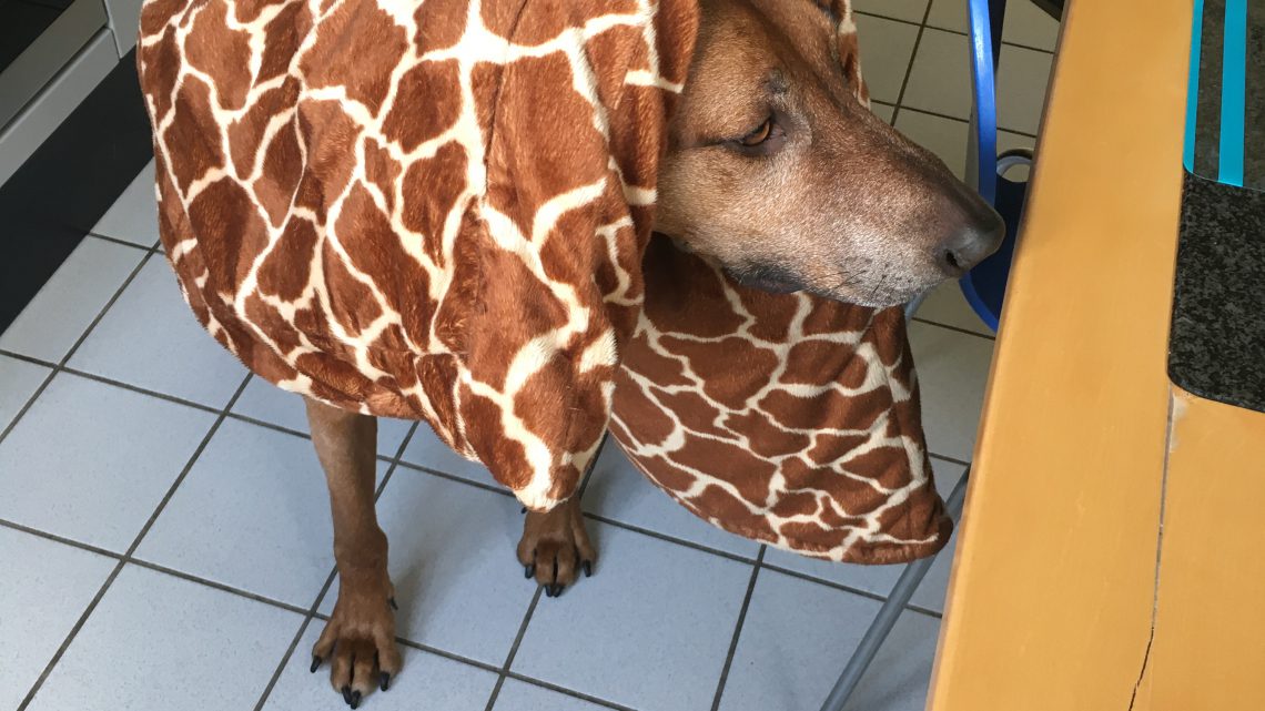 Giraffe in der Küche