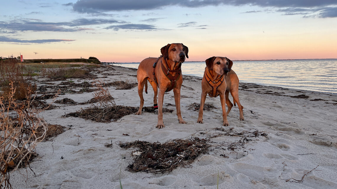 Entspannung pur in Dänemark