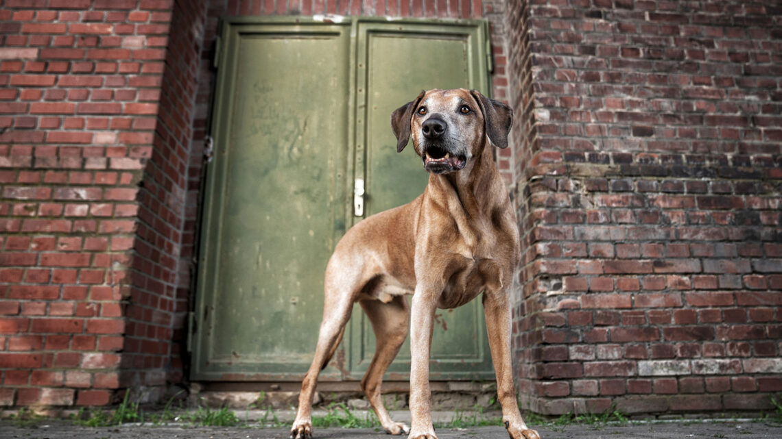 Fotoshooting mit Enza in der ehemaligen Zeche Ahlen