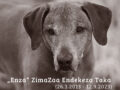 Enza (26.3.2013 – 12.9.2023)