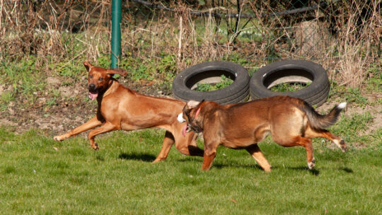 Jule und Fanya