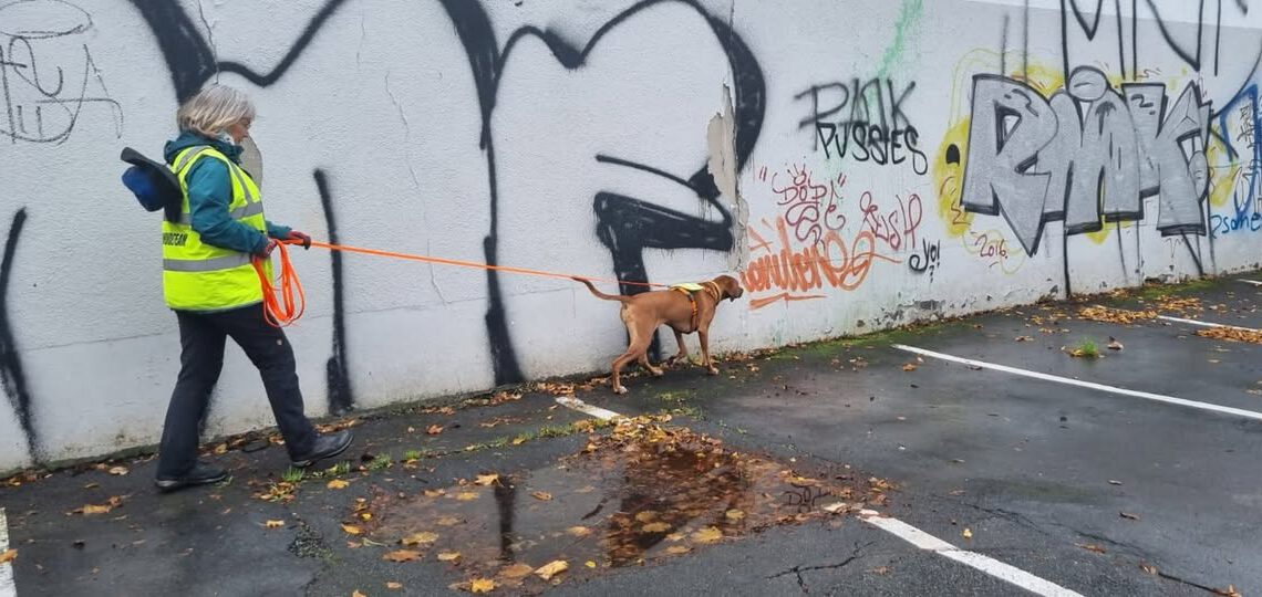 Citytrail mit Pfiffige Pfoten