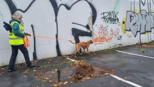 Citytrail mit Pfiffige Pfoten