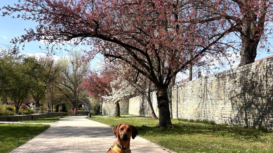 Frühling in der Soester Gräfte