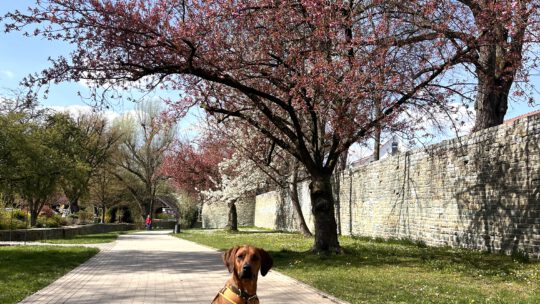 Frühling in der Soester Gräfte