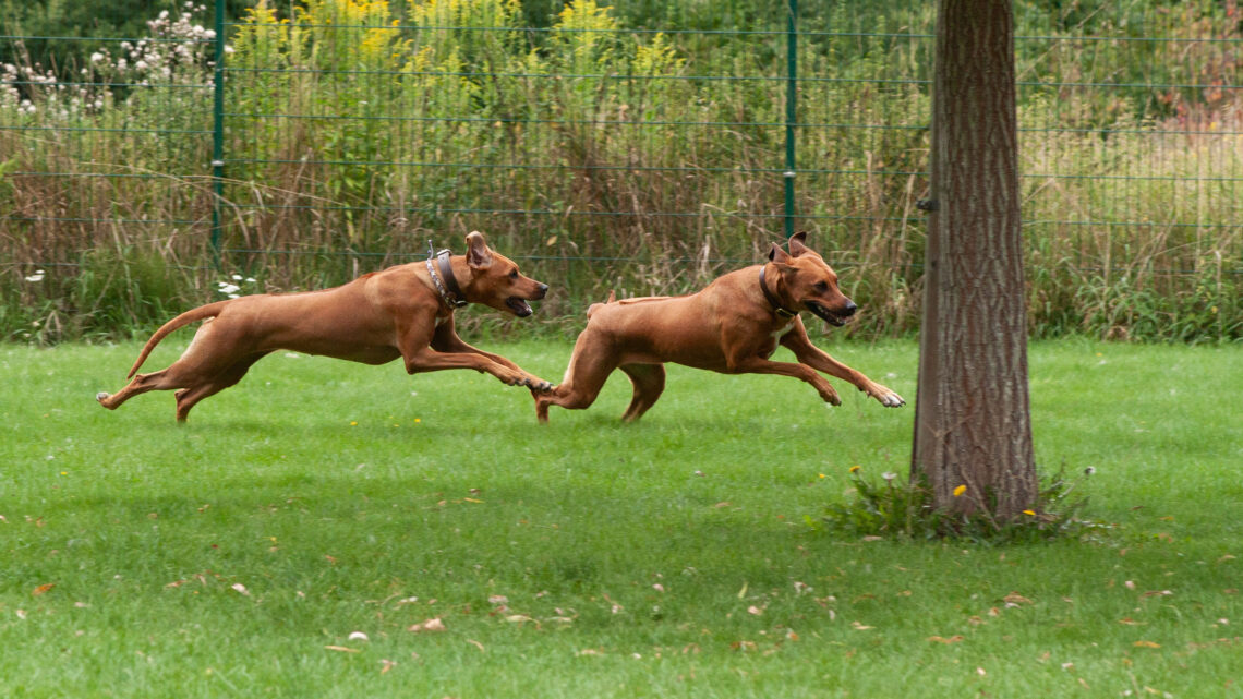 Fanya und Zuma