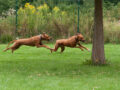 Fanya und Zuma